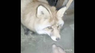 2292 How to teach a wild fox to stroke WildRedFox animals shorts [upl. by Ellehcen]