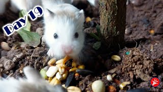 Roborovski Dwarf Hamster Baby Growing Up  Hamster Survival 🐹40 [upl. by Maryanna]