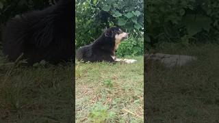 पहाड़ी भोटिया कुत्ता animals bhotiadog viralvideo uk [upl. by Anetta288]