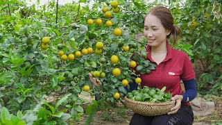 Harvesting Lemon Garden Goes to the market sell  Delicious dishes with beef  Lý Thị Hoa [upl. by Basilio]