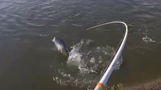 Redfish Limit in Less than 10 Minutes Marsh Fishing Matagorda Tx [upl. by Chien]