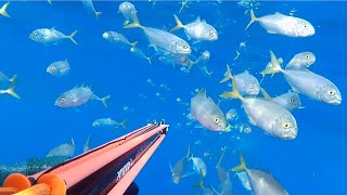 Spearfishing Malta  December 2023  Massive shoal of runners [upl. by Heddi633]