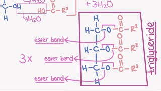 AQA A LEVEL BIOLOGY TOPIC 13  lipids [upl. by Castro]