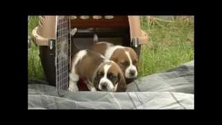 First Time Outdoors 26 Day Old Basset Hound Puppies [upl. by Nnaeirrac550]