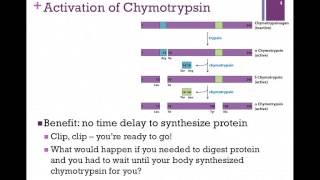 042Activation of Chymotrypsin [upl. by Honeyman]