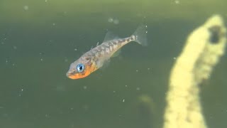 Lake Washington sticklebacks offer insights about quotreverse evolutionquot [upl. by Kenley]