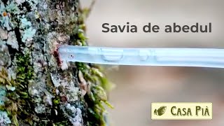 Savia de abedul un arbol medicinal [upl. by Enyaw]