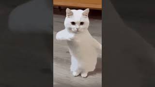 Cat Doing 一笑江湖 Yi Xiao zhang hu dance [upl. by Peggy]