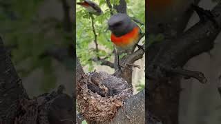 Tiny Titan Small Minivet Birds Courageous Act shorts [upl. by Nylrad]