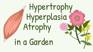 Muscle Remodeling Explained with Flowers  Hypertorphy Hyperplasia Atrophy Tissue Remodeling [upl. by Eleanor473]