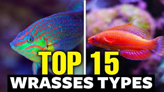 The 15 Most Incredible Types of Wrasses [upl. by Hsakaa]