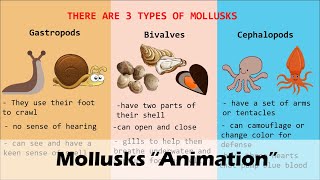 MOLLUSKS Animation [upl. by Ruthie30]