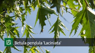 Betula pendula Laciniata [upl. by Soutor106]