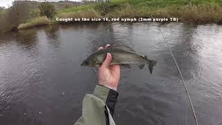 Grayling fishing at Llandderfel on the Welsh Dee [upl. by Yehs]