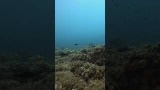 Alla scoperta dei fondali del mar Ligure in Apnea freediving liguria [upl. by Vachel]