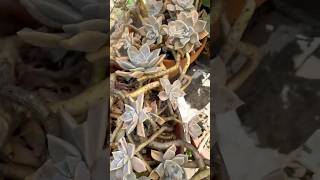 Graptopetalum Paraguayense ghost plant garden [upl. by Hahnert]