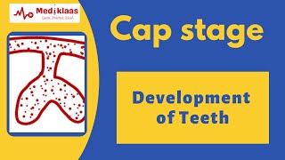 Cap stage l Development of teeth l Dental embryology l Mediklaas [upl. by Notslah173]