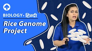 Rice Genome Project  Biology [upl. by Elleynod]