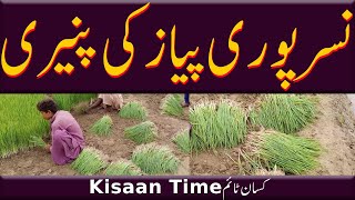 Nasar puri Pyaz ki paneeri پیازن کی پنیریPyaz ki kasht in pakistan onion farming kisan timeکسان ٹائم [upl. by Riggall]