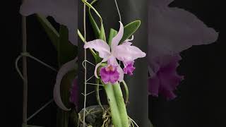 Cattleya LawreMossiae var Coerulea nature orchid [upl. by Donni]