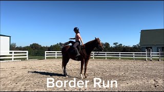 Border Run  WTC Adoptable Thoroughbred Gelding New Vocations [upl. by Enelrahs]