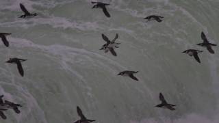 The Flight of the Guillemots Stora Karlsö 1 November 2010 [upl. by Rafat]