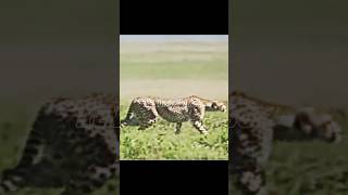 cheetah vs antelope trending animals cheetah antelope wildlife viralvideo youtubeshorts [upl. by Notsur]