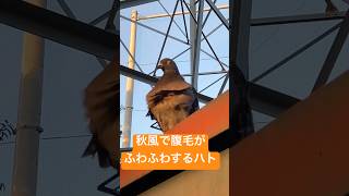 秋風で腹毛がふわふわするハトshortsハト鳩はと鳥鳥好き鳥の鳴き声鳥のさえずり鳥の声野生動物Pigeon癒しいやし癒し動画秋bird自然イケメン野鳥動物風景 [upl. by Hsakaa960]