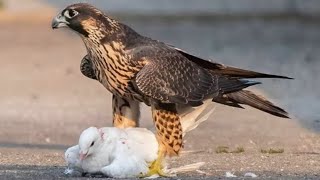 15 Brutal Moments Of Birds Battling Against Their Prey [upl. by Higley53]