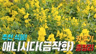 애니시다 키우기 🌾 애니시다 번식 🍍 금작화 키우기 Cytisus scoparius care [upl. by Ppik]