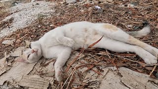 When I petted cat who came down from the tree it relaxed and threw itself on the ground [upl. by Adnawed]