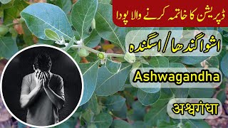 Introduction of Ashwagandha  اشواگندھا  अश्वगंधा  Withania Somnifera in Urdu amp Hindi اسگندھ [upl. by Sihon]