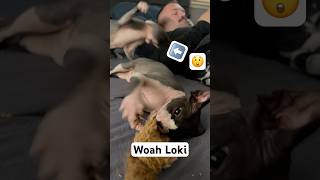 When You Give Catnip To Your Cats 😂 cat sphynx funny sphynxcats kitten cute [upl. by Ahsrat]