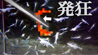 エビ1000匹の水槽に生きた〇〇を投入すると発狂する。 [upl. by Haneekas762]