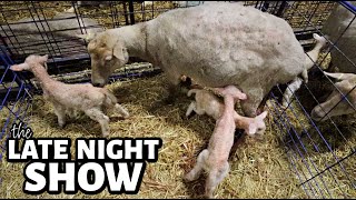 The ONLY late night show Ill stay up for CINNAMON IS LAMBING  Vlog 744 [upl. by Nyladnarb216]