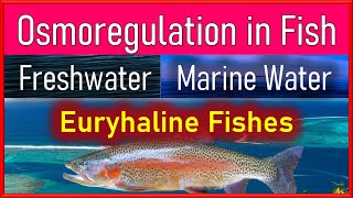 Osmoregulation in Fishes Balance of Salt and Water in Freshwater and Marine Fishes [upl. by Diann]