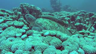 Green sea turtle Chelonia mydas amp Sharksucker Echeneis naucrates  Mangrove Bay Egypt 542023 [upl. by Hayimas337]