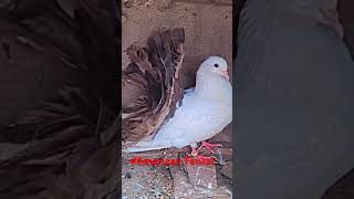 American Fental pigeon american kabootar fancypigen allhallowsday [upl. by Oinota]