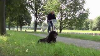 Platz auf Entfernung erste Übungen Hundeschule Hundetraining Hunde 1x1 in Datteln [upl. by Hsina842]