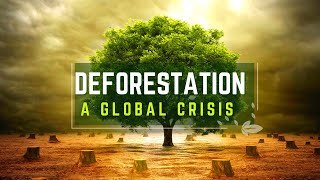 Preserving Our Forests Solutions to Deforestation [upl. by Iman]