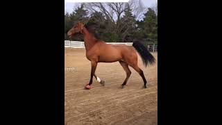 The natural gait of saddlebreds And saddle seat horses [upl. by Allan]