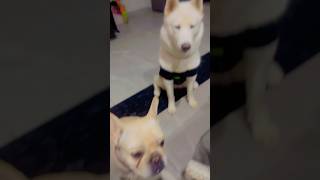 🤣🤣Fun with Husky and bulldog wait for the last🤣virlashort ytshort youtubeshorts [upl. by Atnauqal]