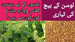 Best grass for sheepampgoat farming بکریوں کے گرمی کے بہترین گاس یا چارہ جات [upl. by Nyraa194]