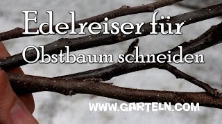 Edelreiser für Obstbäume schneiden [upl. by Luhar]