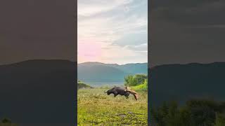 wonderfulwildlife animals wonderful wildlifescenes wildanimals wildlifefootage wildlife [upl. by Gemini]