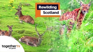 Rewilding Scotland  Full Documentary [upl. by Kinna]