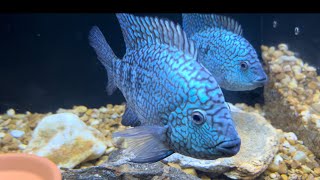 Carpintis Cichlid The Blue Nuggets Are some Amazing Fish [upl. by Iaverne173]