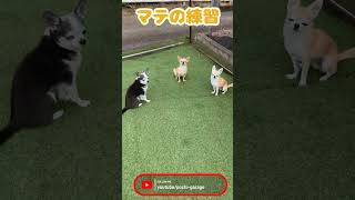 スムースコートチワワ 4匹のお昼休み Shorts dog [upl. by Tannen]