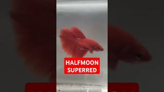 Halfmoon superred halfmoon cupang bettafish viral shorts japan [upl. by Rivy]