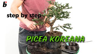 PICEA KOREANA Removing branches [upl. by Dayle]